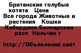 Британские голубые котята › Цена ­ 5 000 - Все города Животные и растения » Кошки   . Кабардино-Балкарская респ.,Нальчик г.